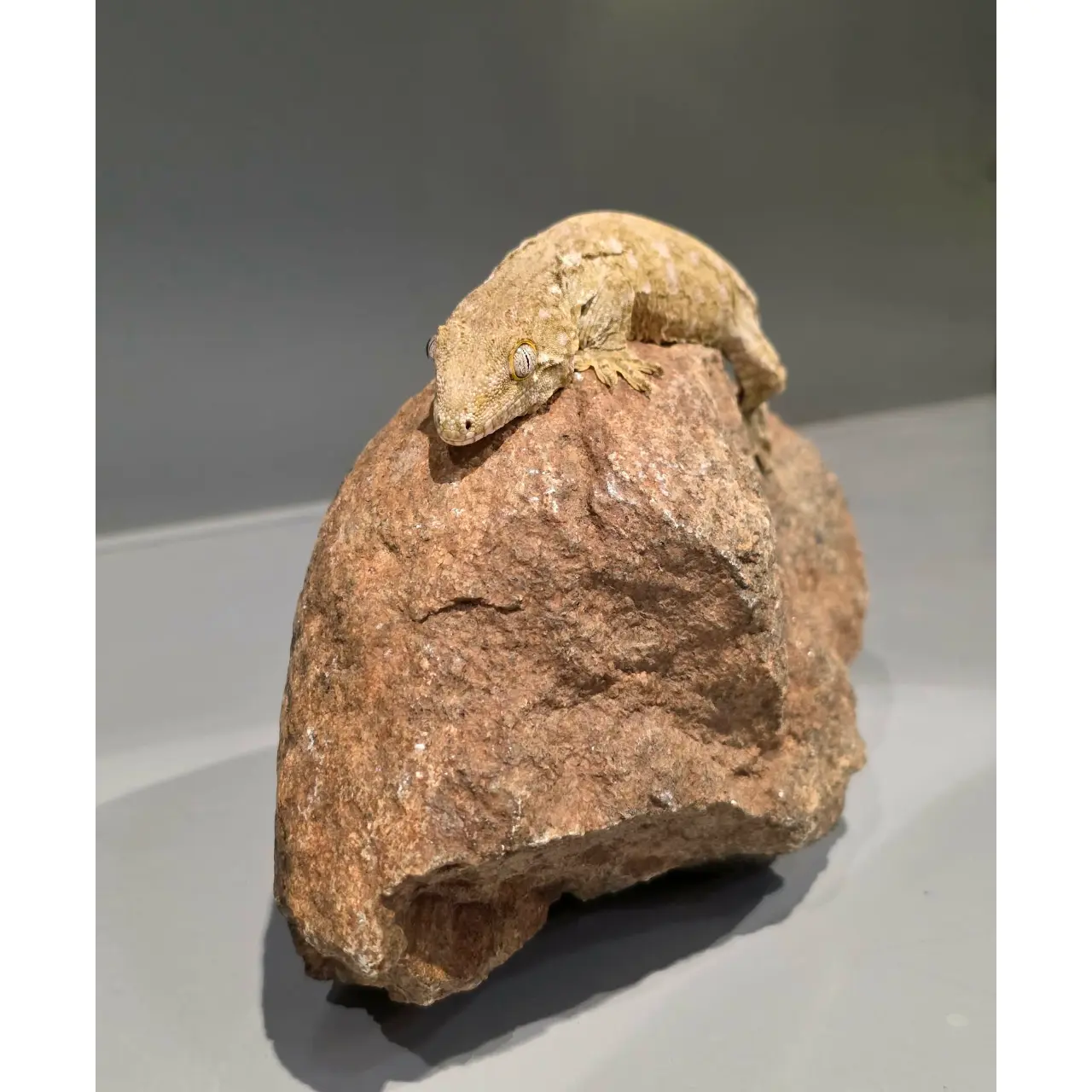 Nycaledonisk kæmpe gekko Moro - Rhacodactylus leachianus